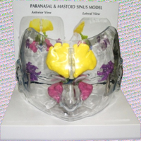 Sinus Models Transparent With All Sinuses Complete On Base Pharmaceutical and Anatomical Model Gifts